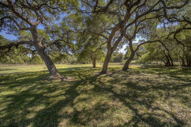 22-001-yard-live-oak-groves