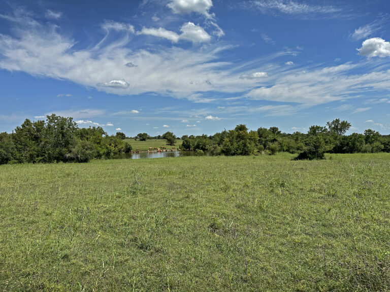 4260-DISTANT POND&COWS-INT