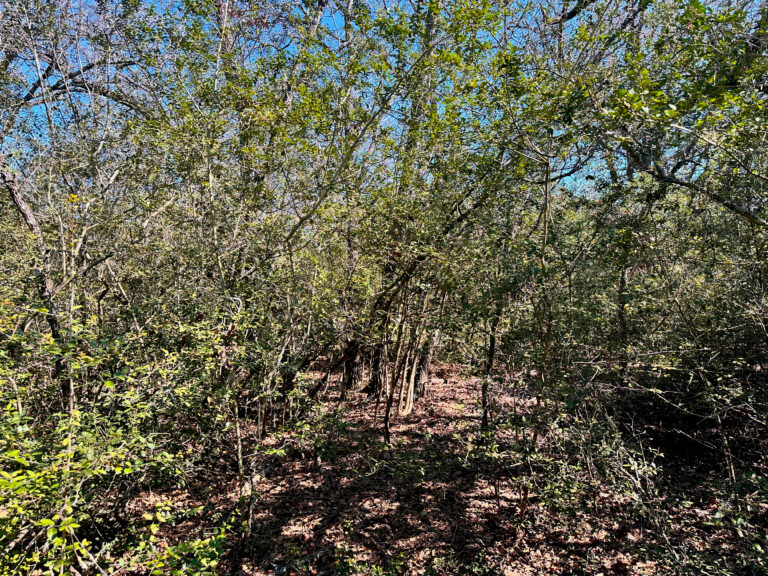 Lariet Drive Waelder, Texas 78959