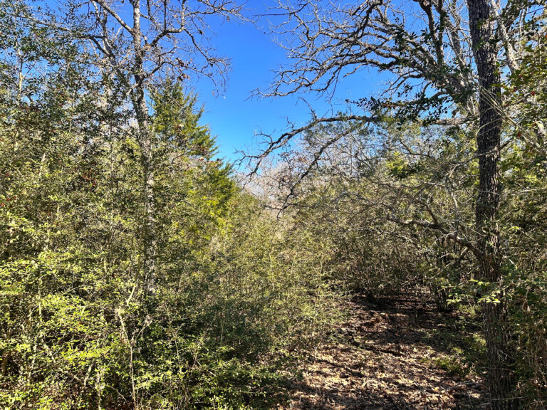 Lariet Drive Waelder, Texas 78959