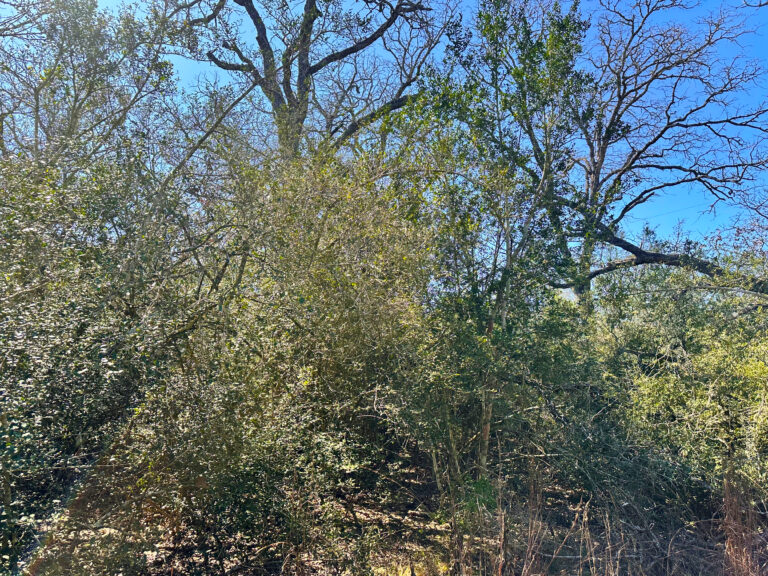 Lariet Drive Waelder, Texas 78959