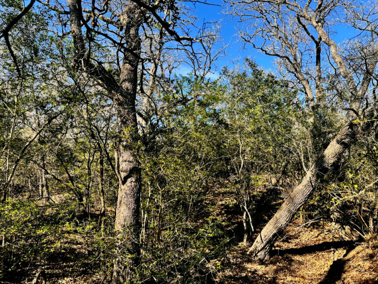 Wood Haven Drive Waelder, Texas 78959