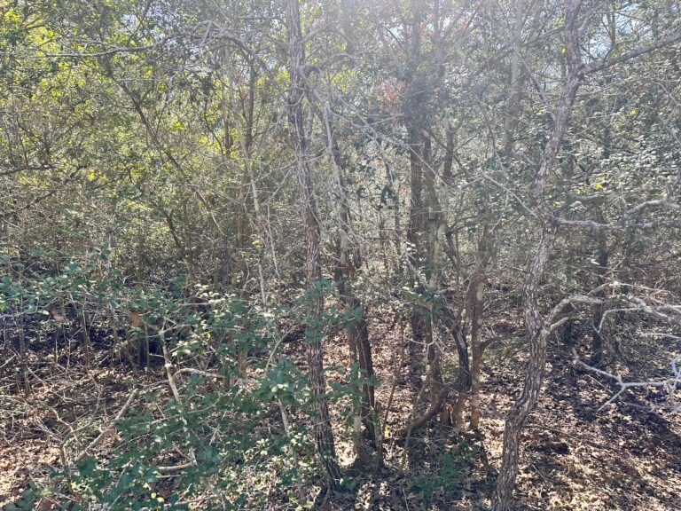 Wood Haven Drive Waelder, Texas 78959