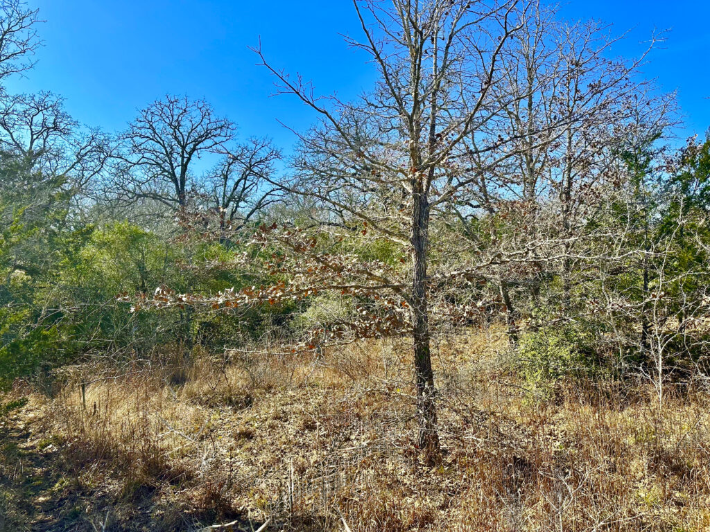 Wood Haven Drive Waelder, Texas 78959