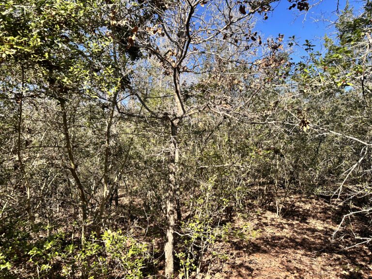 Wood Haven Drive Waelder, Texas 78959