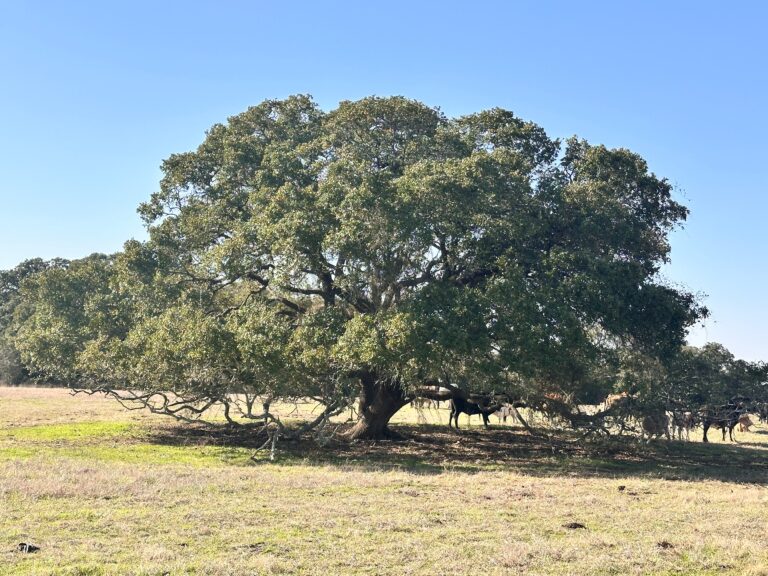 William Penn Road Brenham, Texas 77833