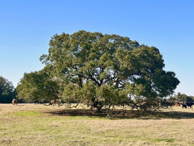 William Penn Road Brenham, Texas 77833