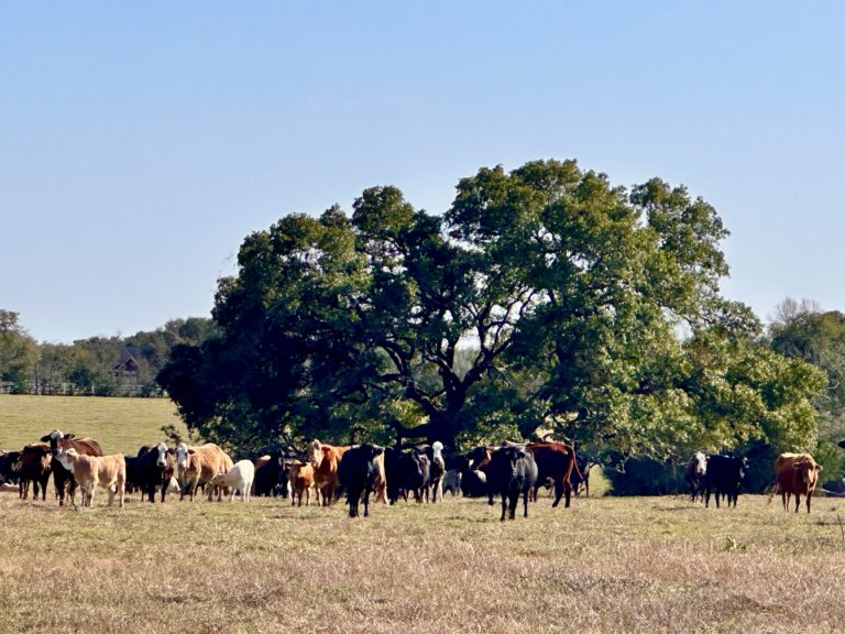 William Penn Road Brenham, Texas 77833