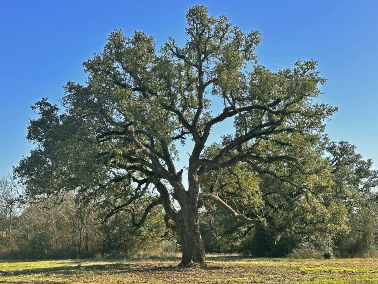 William Penn Road Brenham, Texas 77833