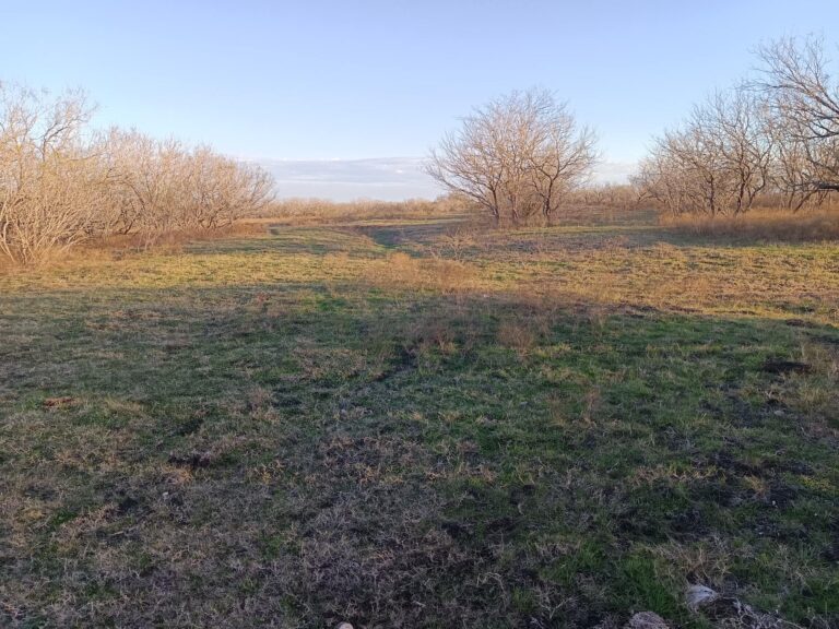 Lower pastureTrail Cuts
