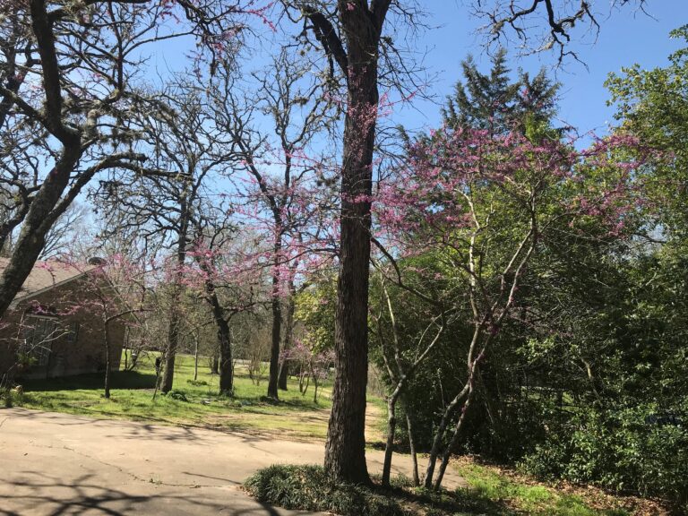 Red Bud Tree2