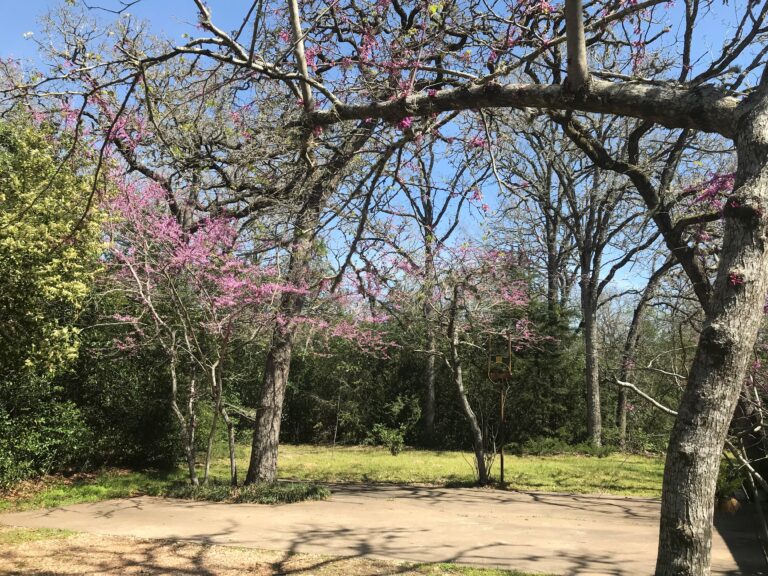Red Bud Tree3