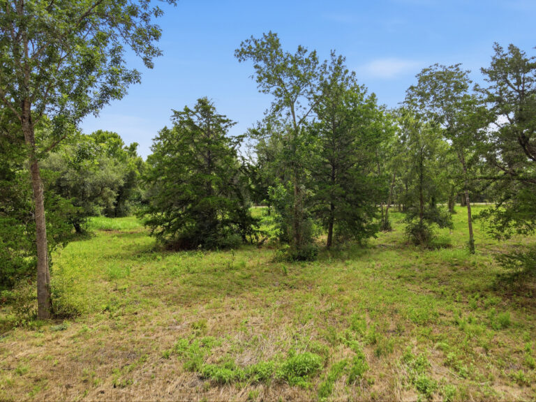 6100-Scattered Trees