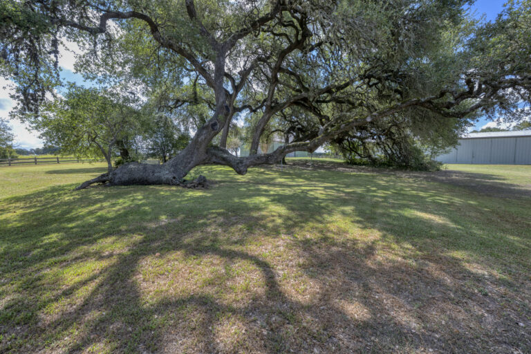 6101-leaning-liveoak-tree-1-INT