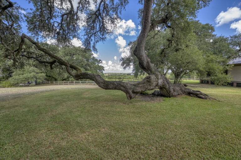 6101-leaning-liveoak-tree-2-INT