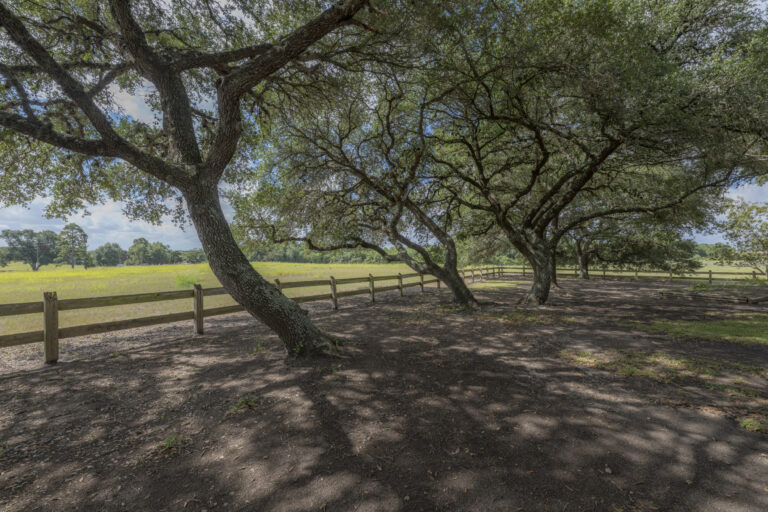 6101-live-oaks-trees-yard-INT