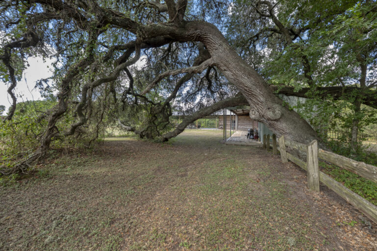 6101-liveoak--tree-fence-barn-area-INT