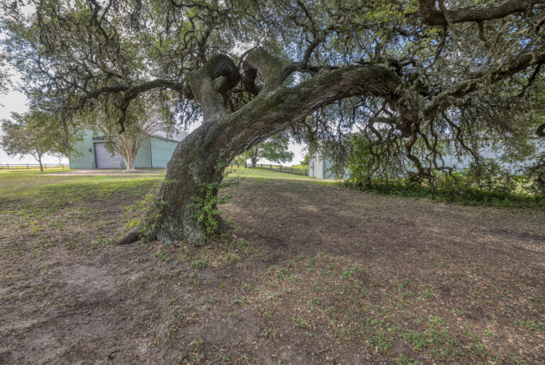 6101-liveoak-tree-guesthouse-yard-INT