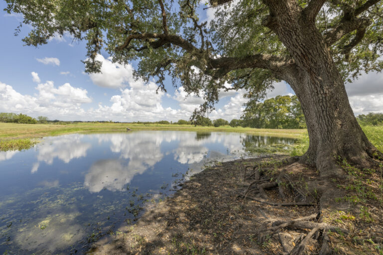 6101-pond-liveoak-tree-INT