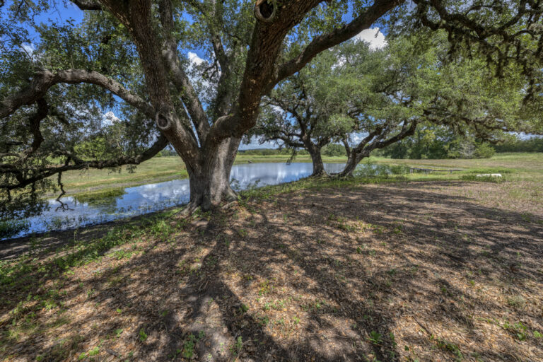 6101-pond-liveoak-trees-1-INT